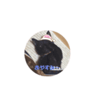 うちのねこ うにとろスタンプ（個別スタンプ：2）