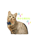 えるあるふくなの（個別スタンプ：4）