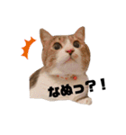 世界一可愛い猫ちゃんズ（個別スタンプ：2）
