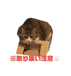 世界一可愛い猫ちゃんズ（個別スタンプ：3）
