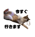 世界一可愛い猫ちゃんズ（個別スタンプ：4）