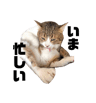 世界一可愛い猫ちゃんズ（個別スタンプ：5）