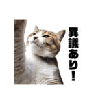 世界一可愛い猫ちゃんズ（個別スタンプ：6）