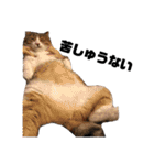 世界一可愛い猫ちゃんズ（個別スタンプ：7）