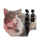 世界一可愛い猫ちゃんズ（個別スタンプ：8）