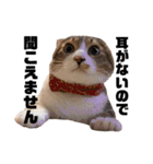 世界一可愛い猫ちゃんズ（個別スタンプ：9）