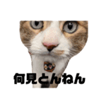 世界一可愛い猫ちゃんズ（個別スタンプ：10）