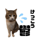 世界一可愛い猫ちゃんズ（個別スタンプ：11）