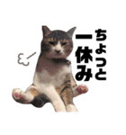 世界一可愛い猫ちゃんズ（個別スタンプ：12）