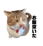 世界一可愛い猫ちゃんズ（個別スタンプ：13）