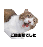 世界一可愛い猫ちゃんズ（個別スタンプ：14）