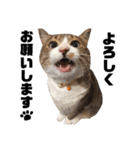 世界一可愛い猫ちゃんズ（個別スタンプ：15）