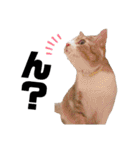 世界一可愛い猫ちゃんズ（個別スタンプ：16）