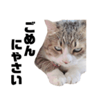 世界一可愛い猫ちゃんズ（個別スタンプ：17）