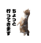 世界一可愛い猫ちゃんズ（個別スタンプ：18）