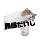 世界一可愛い猫ちゃんズ（個別スタンプ：19）