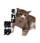 世界一可愛い猫ちゃんズ（個別スタンプ：20）