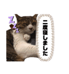 世界一可愛い猫ちゃんズ（個別スタンプ：21）