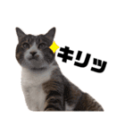 世界一可愛い猫ちゃんズ（個別スタンプ：22）