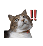 世界一可愛い猫ちゃんズ（個別スタンプ：24）