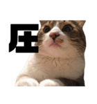 世界一可愛い猫ちゃんズ（個別スタンプ：25）