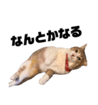 世界一可愛い猫ちゃんズ（個別スタンプ：26）