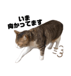 世界一可愛い猫ちゃんズ（個別スタンプ：27）
