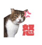 世界一可愛い猫ちゃんズ（個別スタンプ：28）