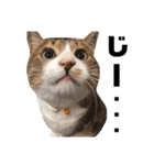 世界一可愛い猫ちゃんズ（個別スタンプ：29）