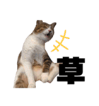世界一可愛い猫ちゃんズ（個別スタンプ：30）