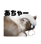 世界一可愛い猫ちゃんズ（個別スタンプ：33）