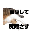 世界一可愛い猫ちゃんズ（個別スタンプ：34）