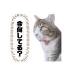 世界一可愛い猫ちゃんズ（個別スタンプ：35）