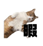 世界一可愛い猫ちゃんズ（個別スタンプ：36）