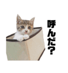 世界一可愛い猫ちゃんズ（個別スタンプ：37）