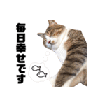 世界一可愛い猫ちゃんズ（個別スタンプ：38）