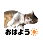 世界一可愛い猫ちゃんズ（個別スタンプ：39）