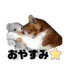 世界一可愛い猫ちゃんズ（個別スタンプ：40）