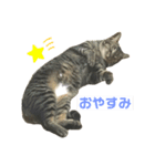 まりいのスタンプ（個別スタンプ：8）