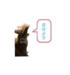 我が家の茶々丸の日常−1（個別スタンプ：1）