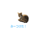 我が家の茶々丸の日常−1（個別スタンプ：10）