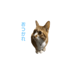 我が家の茶々丸の日常−1（個別スタンプ：12）