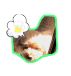 ココロのスタンプ2（個別スタンプ：6）