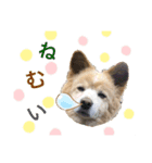 ポコちゃんです②（個別スタンプ：1）