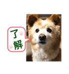 ポコちゃんです②（個別スタンプ：4）