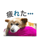 ポコちゃんです②（個別スタンプ：5）