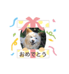 ポコちゃんです②（個別スタンプ：8）