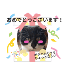 ほのぼのクロちゃん語録（個別スタンプ：3）