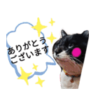 ほのぼのクロちゃん語録（個別スタンプ：12）