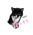 ほのぼのクロちゃん語録（個別スタンプ：23）